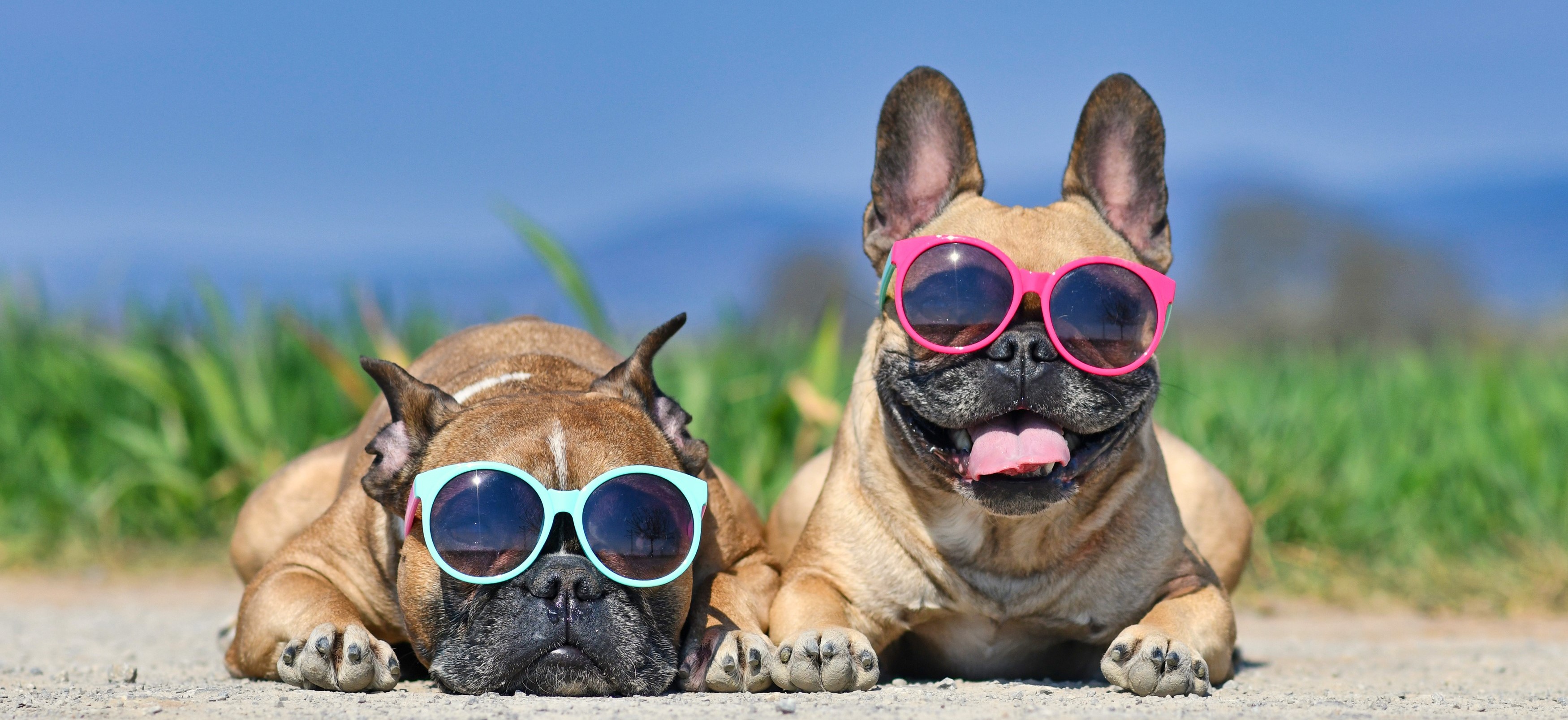 Dogs with sunglasses in the sun