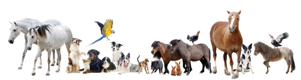 Variety of Animals in a Line
