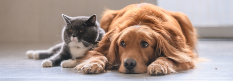 cat and dog